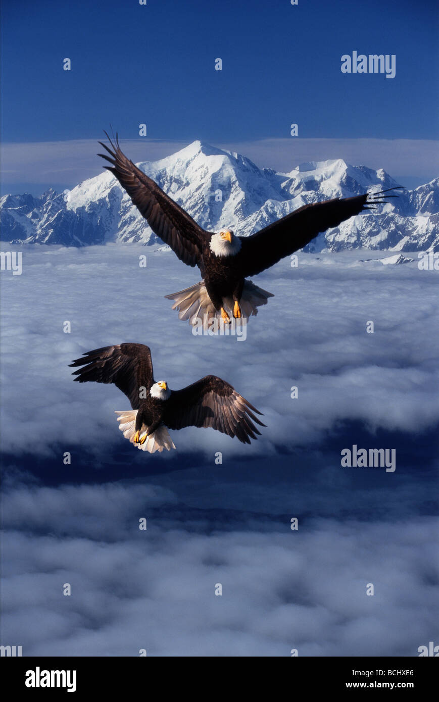 Aquile calve in volo Mt Fairweather immagine digitale AK SE Composite Foto Stock