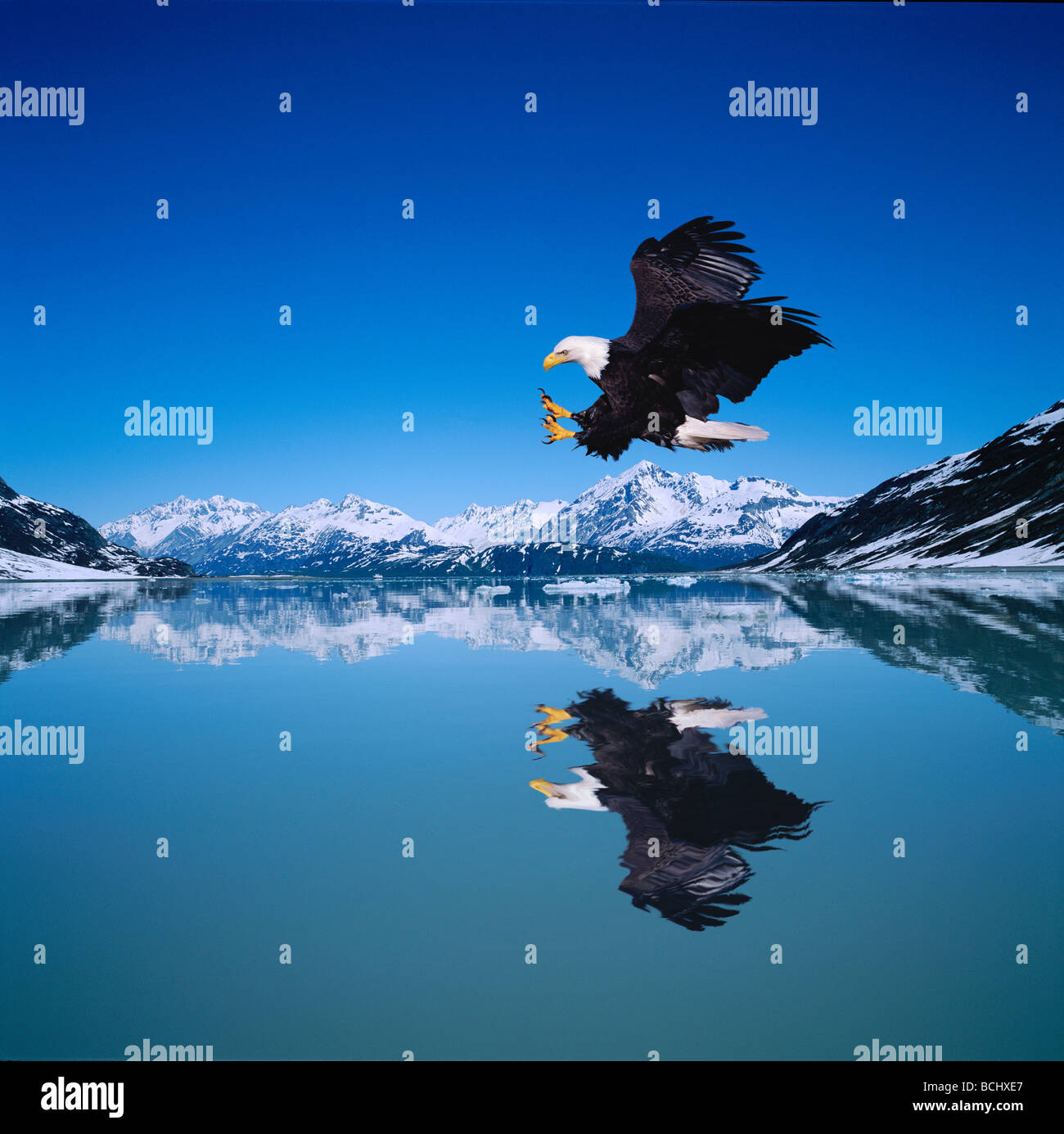 Aquila digitale in volo @ Ingresso Reid SE AK Scenic Composite Foto Stock