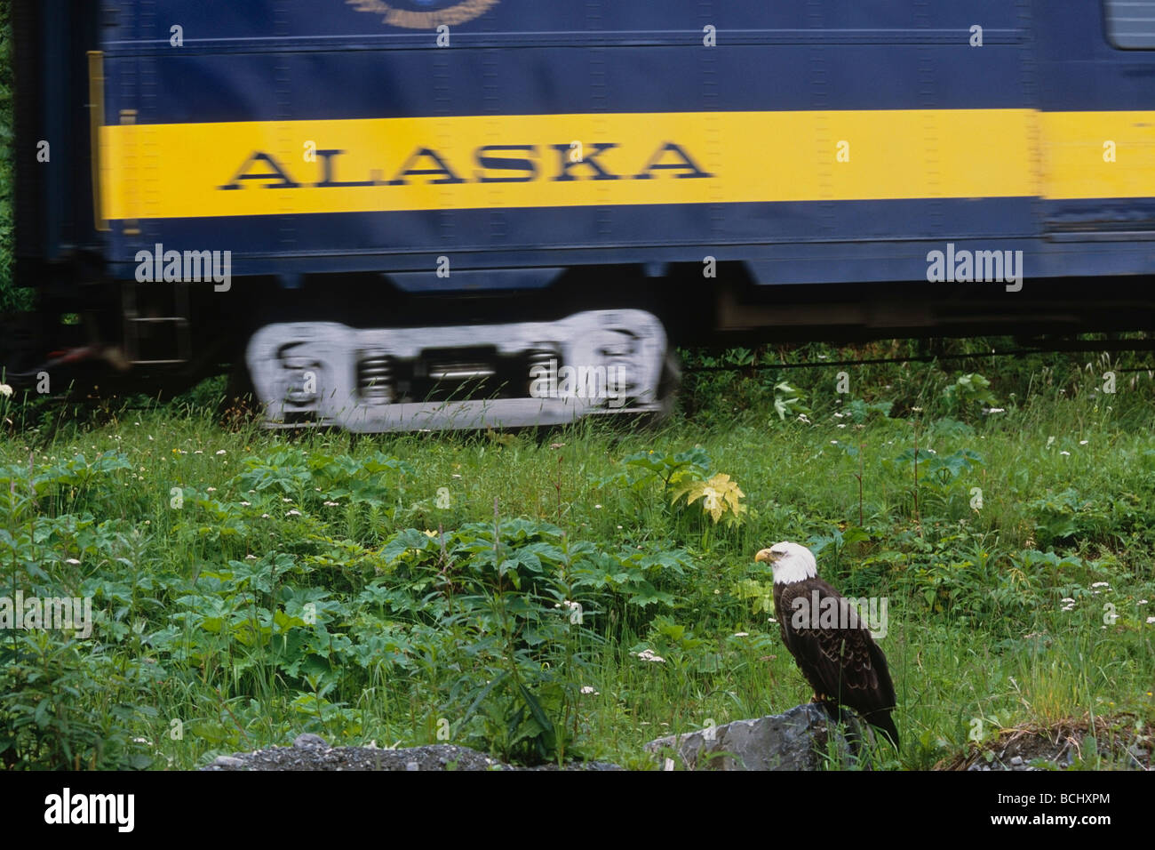 Aquila calva arroccata su una roccia orologi un treno passare durante il periodo estivo in Alaska centromeridionale. Foto Stock