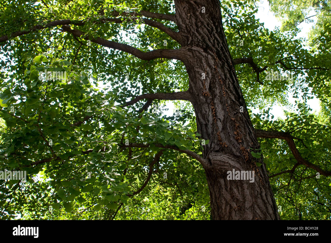 Il Ginkgo Biloba Tree Longuedoc Montpellier Francia Foto Stock