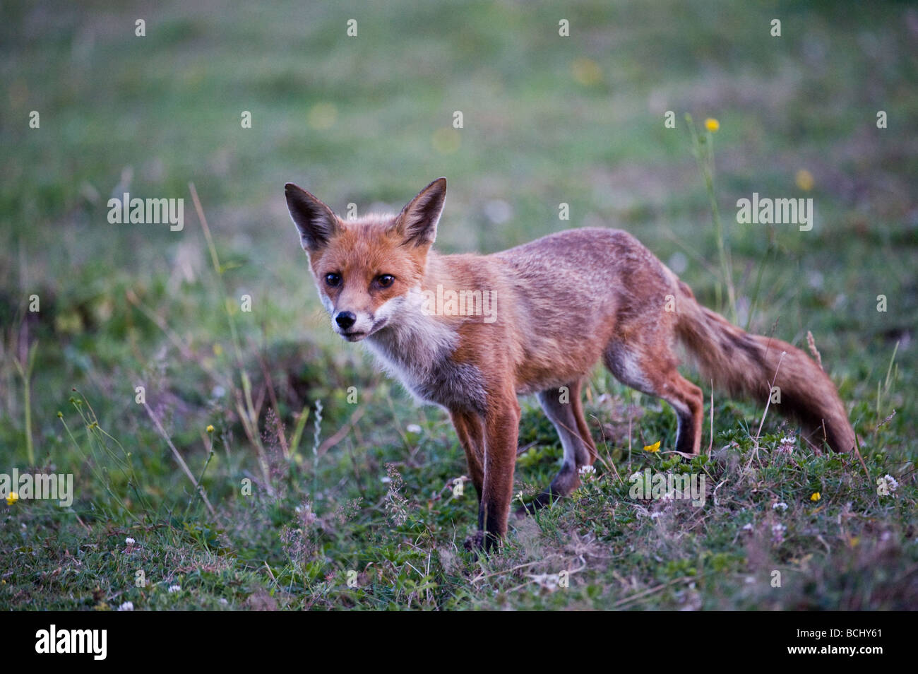 Giovane, carina, volpe rurale selvaggia esplorare e alla ricerca di cibo in un campo di buttercups, fiori selvatici nella campagna Essex Foto Stock