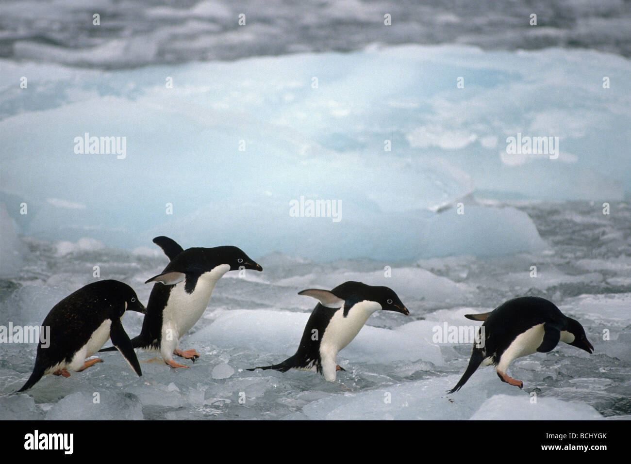 Adelie Pinguini camminare sul ghiaccio in linea Antartide inverno scenic Foto Stock