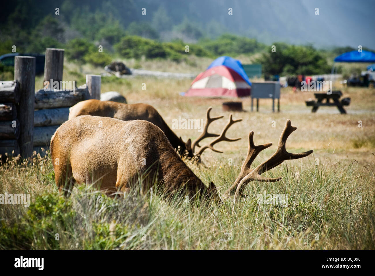 Roosevelt elk - Cervus canadensis roosevelti - in campeggio a Gold Bluffs Beach, Prairie Creek Redwoods State Park, California Foto Stock