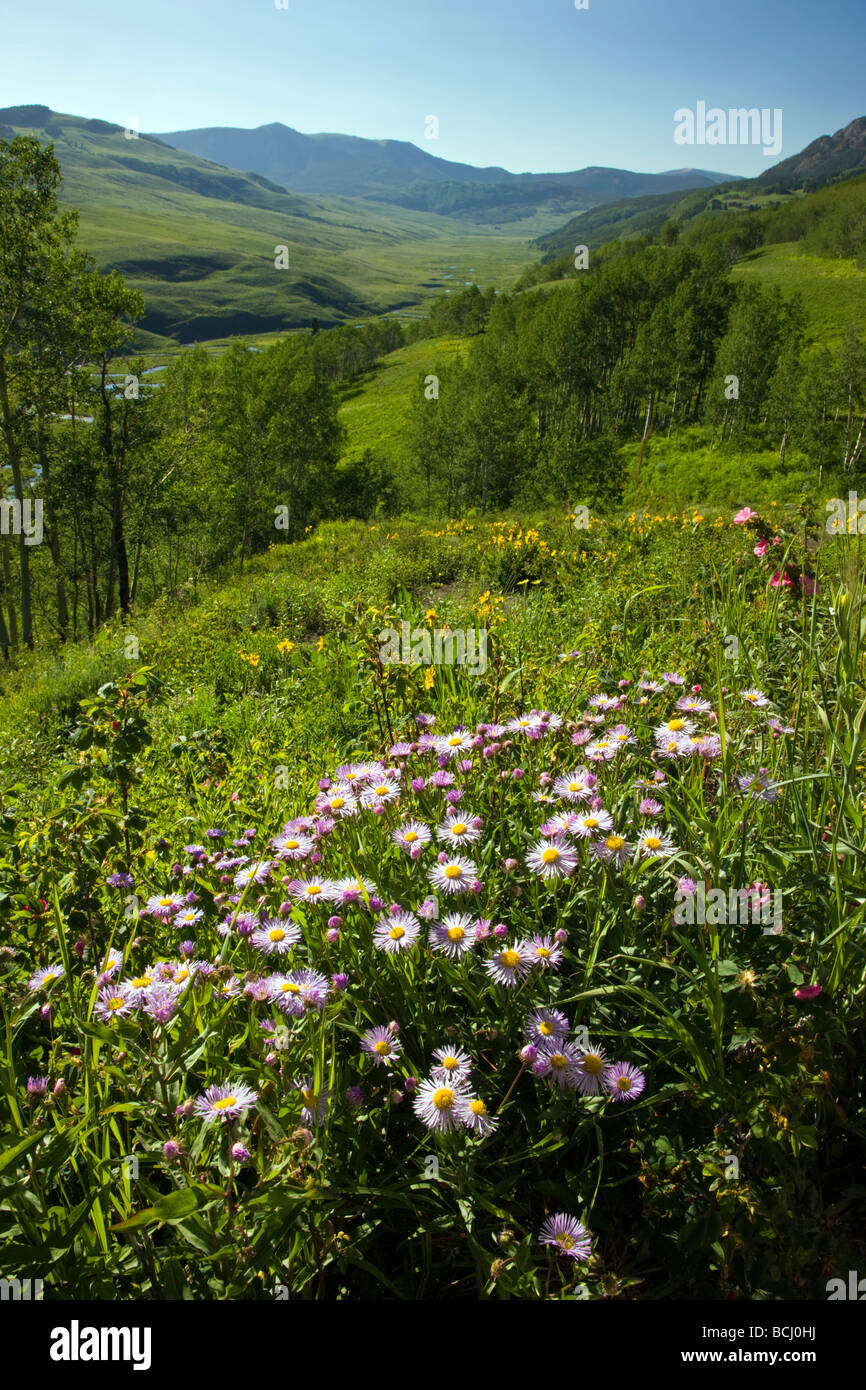 View SE dalla Strada Gotica verso est lungo la valle del fiume Daisy Asteraceae Girasole famiglia in primo piano Mount Crested Butte Foto Stock