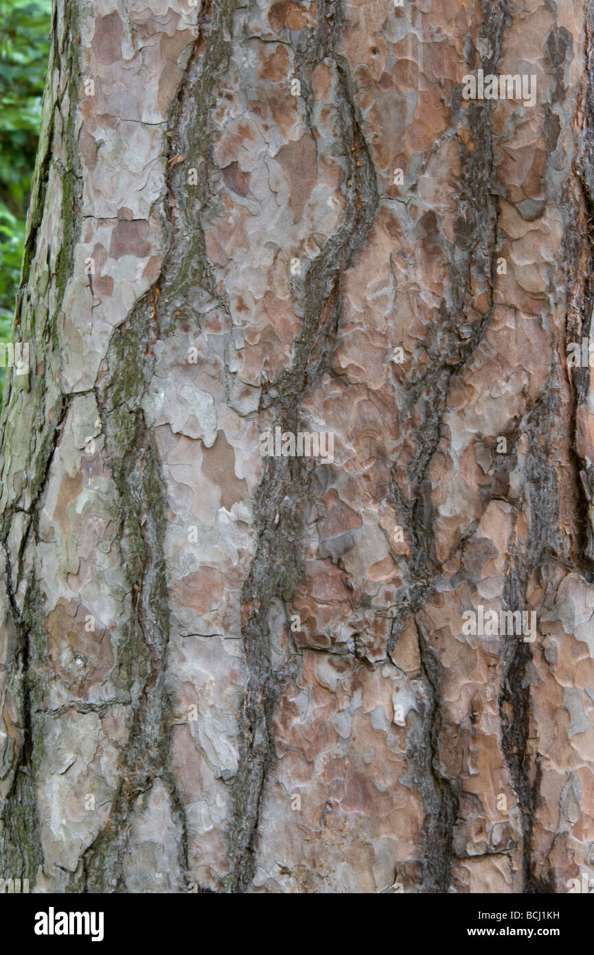 Pino silvestre Pinus sylvestris close up della corteccia Foto Stock