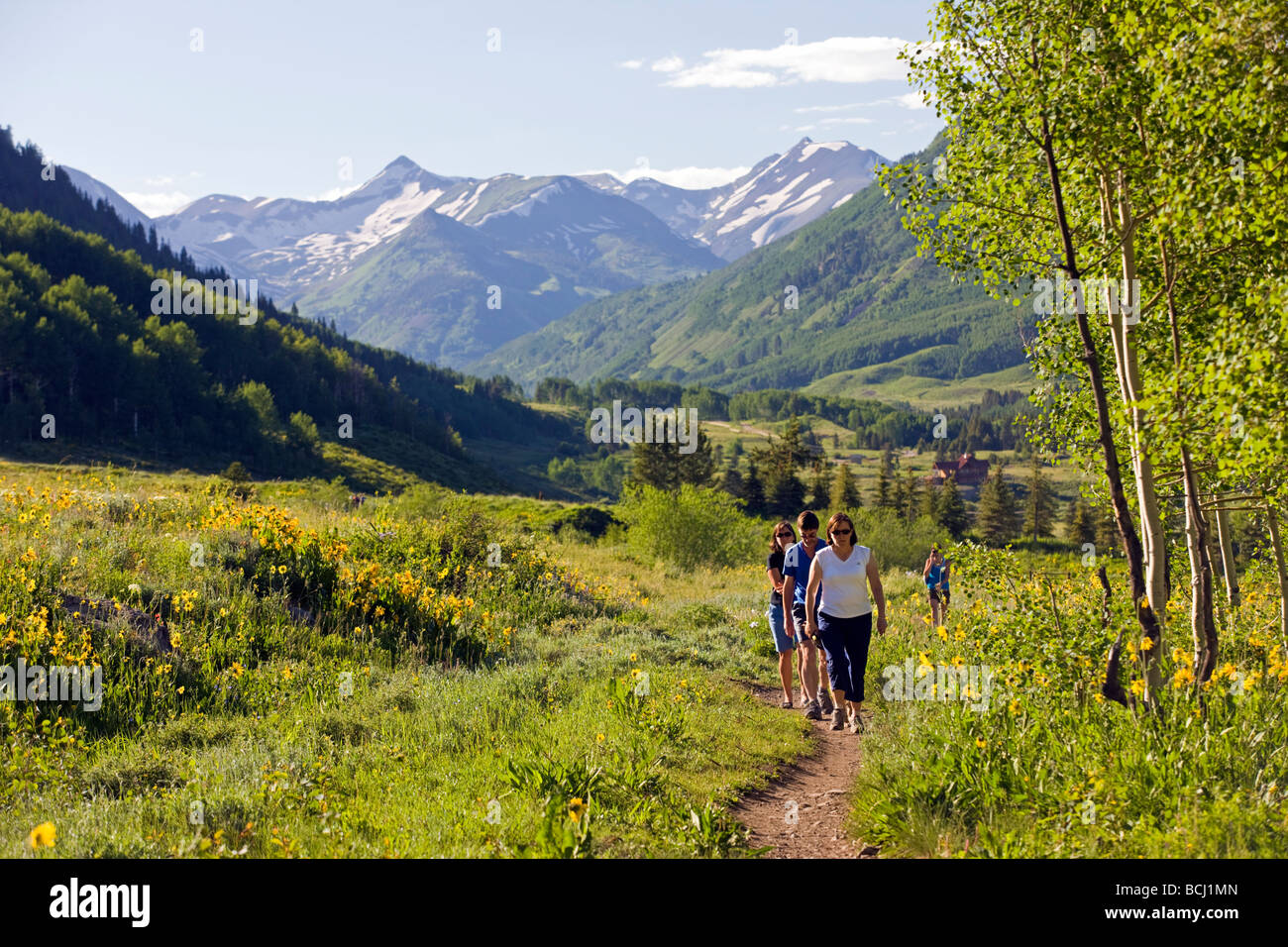 Muli orecchie Asteraceae Girasole famiglia crescere in un prato lungo il bosco a piedi il sentiero Crested Butte Colorado USA Foto Stock