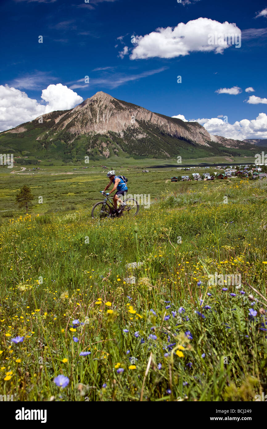 Muli le orecchie e lino blu crescono lungo il sentiero cavalcato da una mountain biker Crested Butte Colorado USA Foto Stock