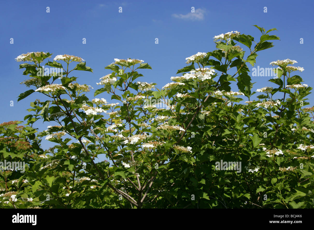 Viburno rose fiori, Viburnum opulus, Adoxaceae Foto Stock
