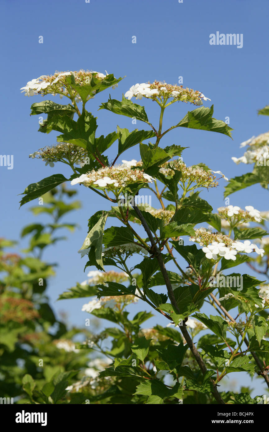 Viburno rose fiori, Viburnum opulus, Adoxaceae Foto Stock