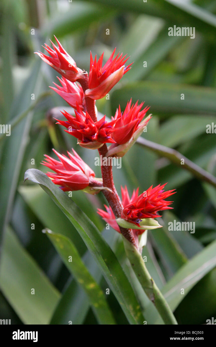 Hohenbergia stellata, Bromeliaceae, Venezuela e Brasile e America del Sud Foto Stock