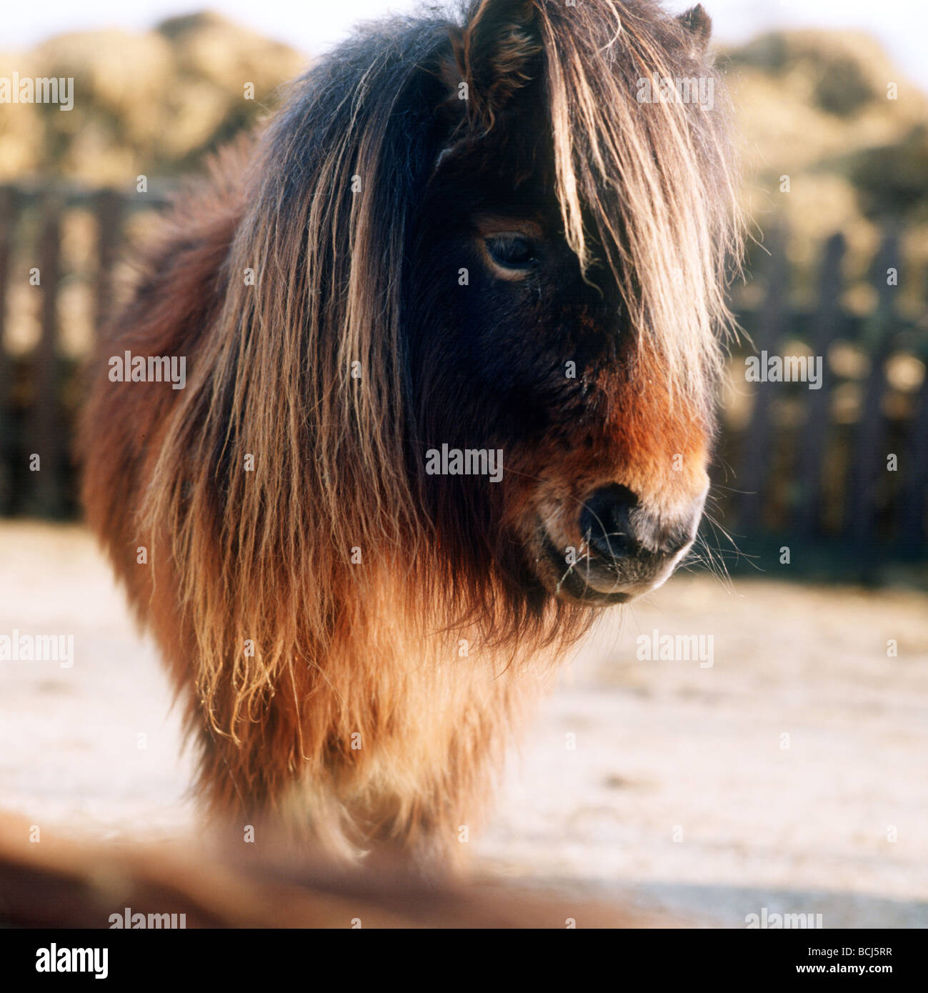 Cavallo Falabella Foto Stock