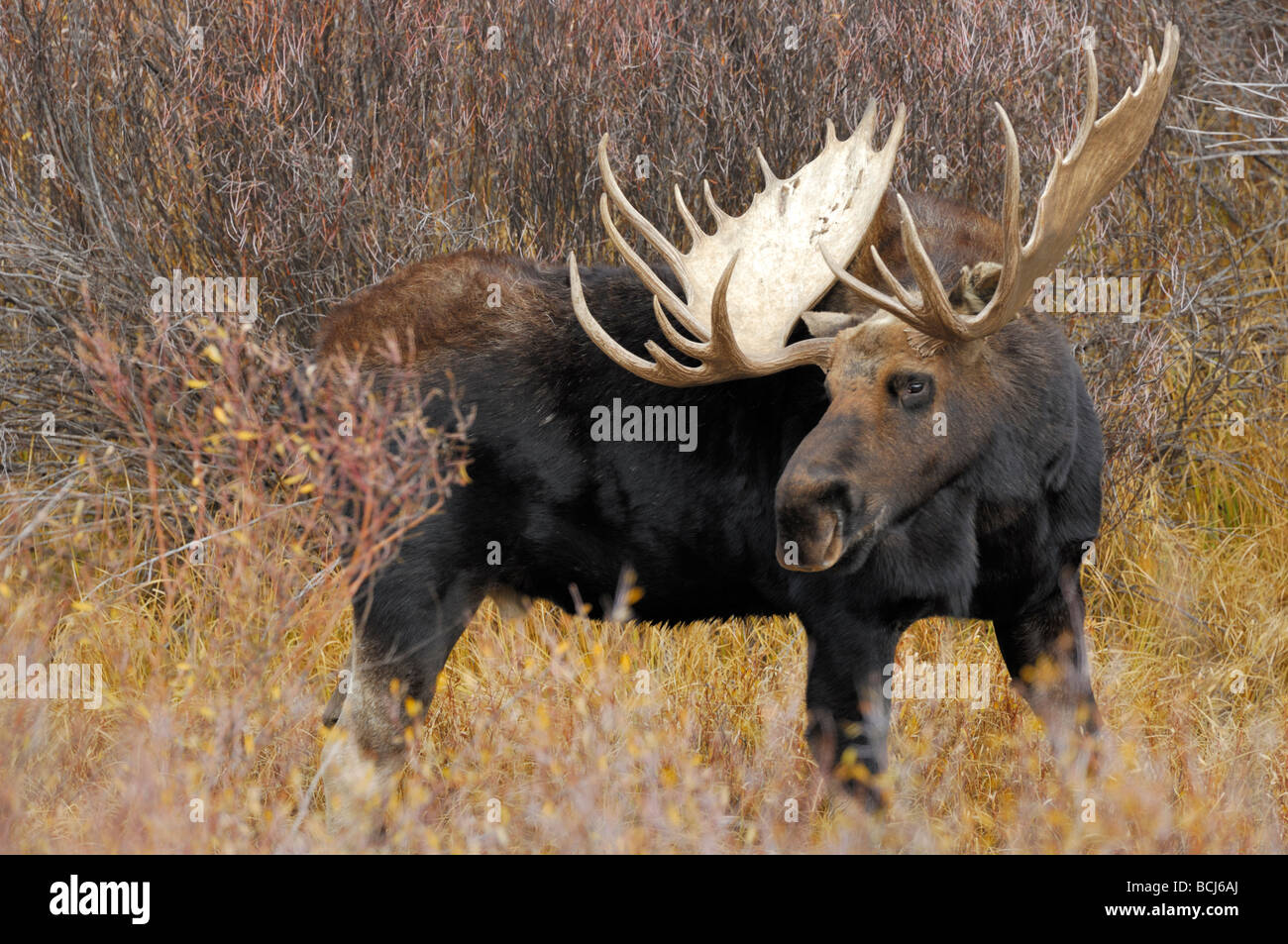 Foto di stock di un toro alci in autunno-colorato salici, Grand Teton National Park, Wyoming, ottobre 2008. Foto Stock