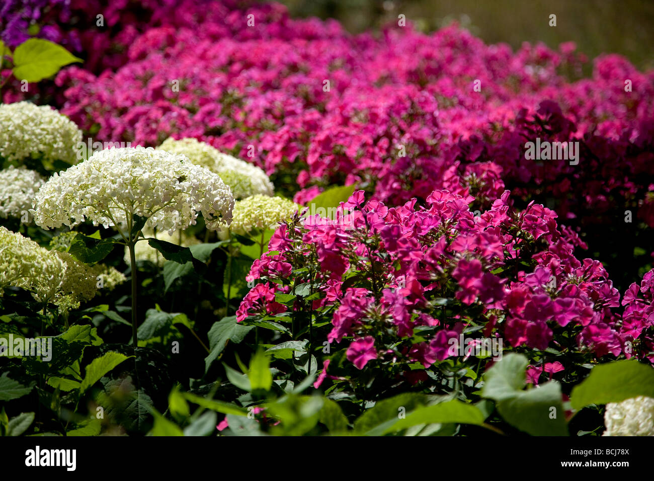 Flower boarder a Great Dixter giardino East Sussex Foto Stock