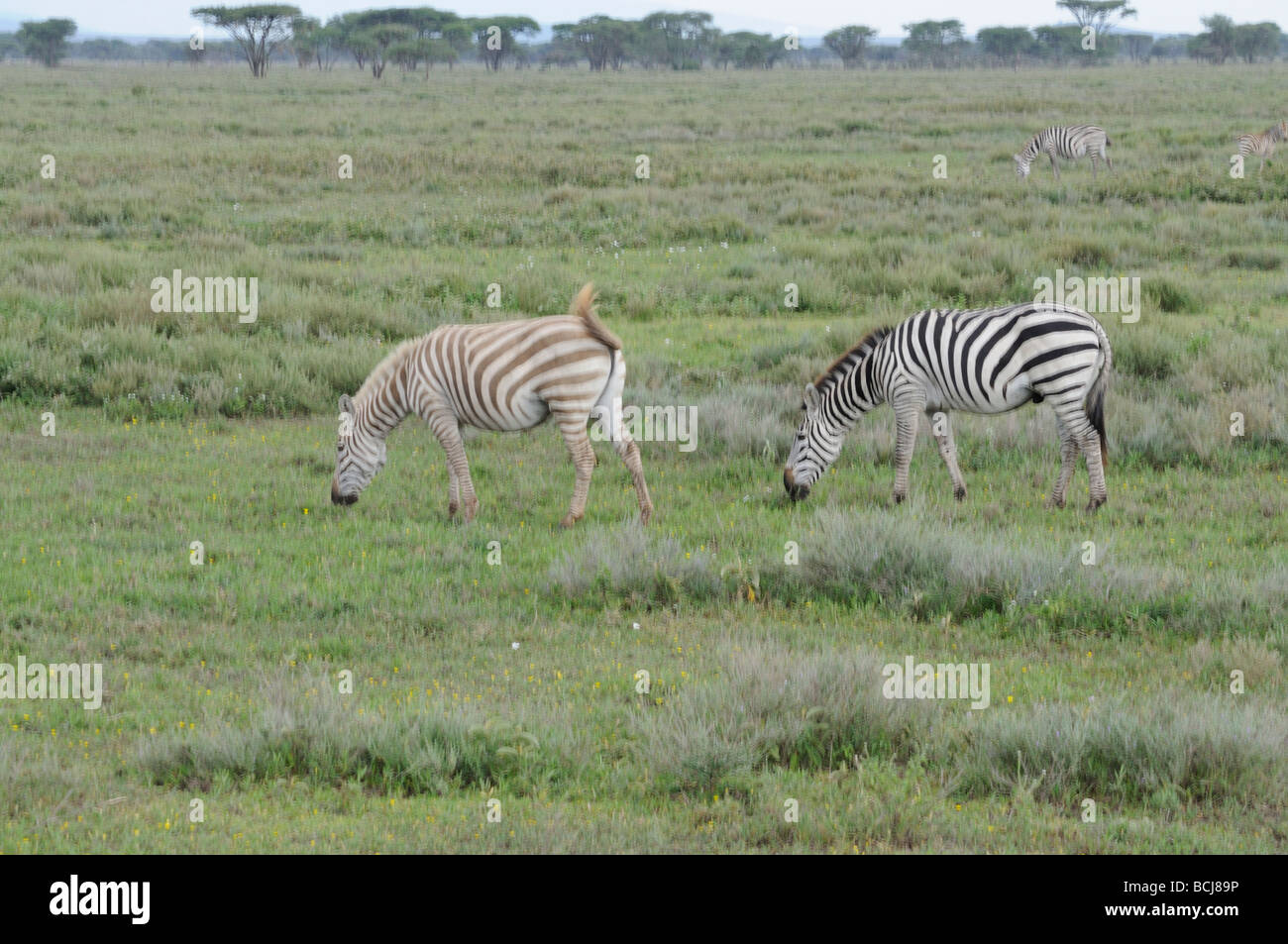 Foto di stock di una luce di fase pascolo zebra, Ndutu, Tanzania, febbraio 2009. Foto Stock