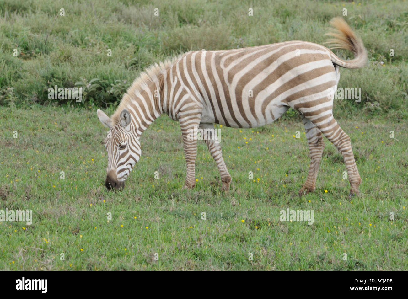 Foto di stock di una luce di colore in fase di pascolo di zebra, Ndutu, Tanzania, febbraio 2009. Foto Stock