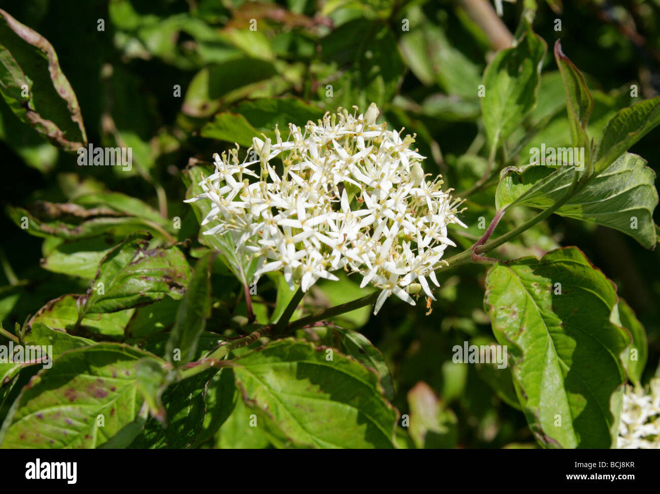 Corniolo, Cornus sanguinea, Cornaceae Foto Stock