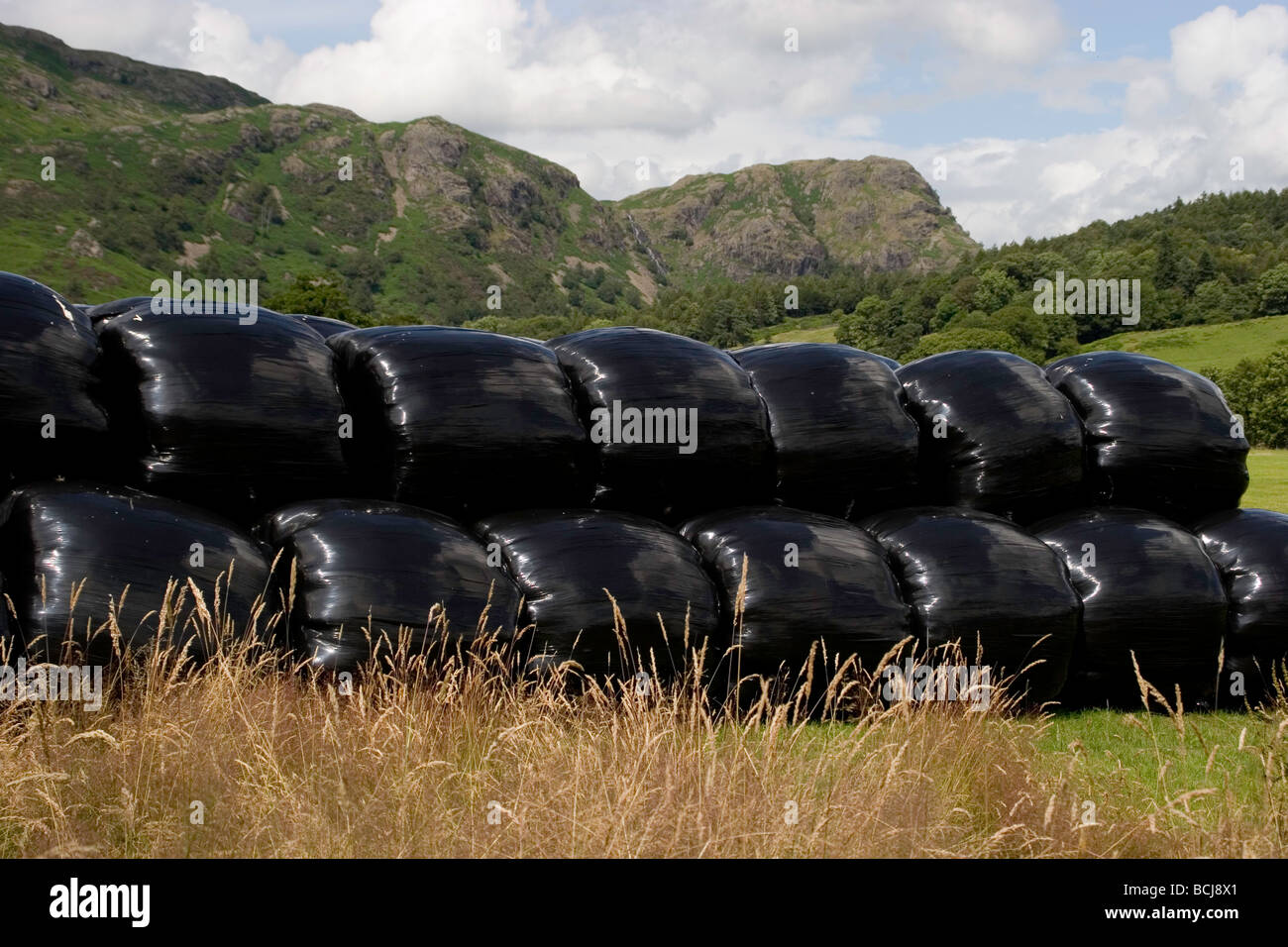 Bails di Fieno avvolto in nero dei sacchetti di plastica Foto Stock