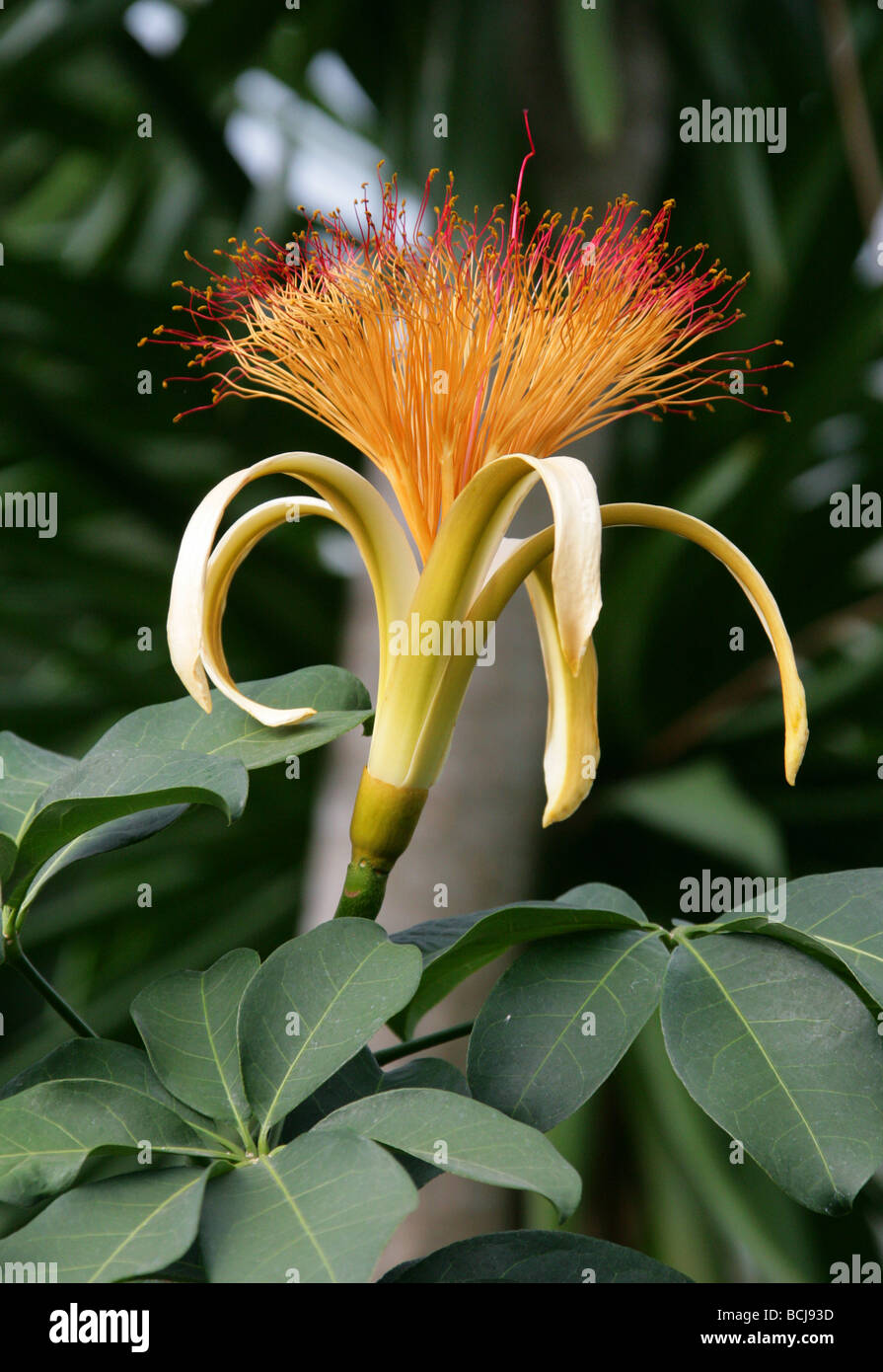 Guiana Castagno Fiore, Pachira aquatica, Malvaceae, America Centrale e Sud America Foto Stock