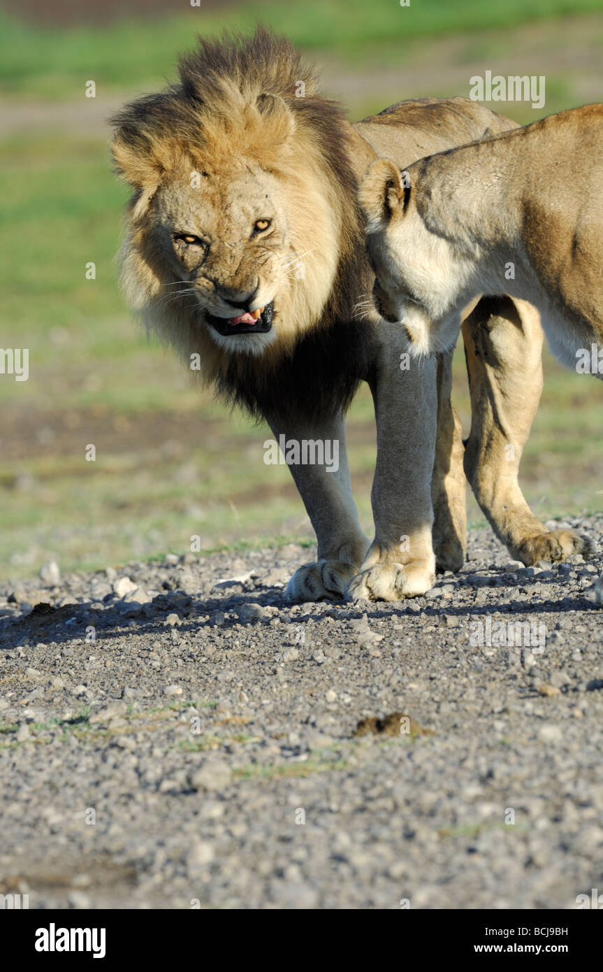 Foto di stock di un leone e leonessa a coppia, Ndutu, Tanzania, febbraio 2009. Foto Stock
