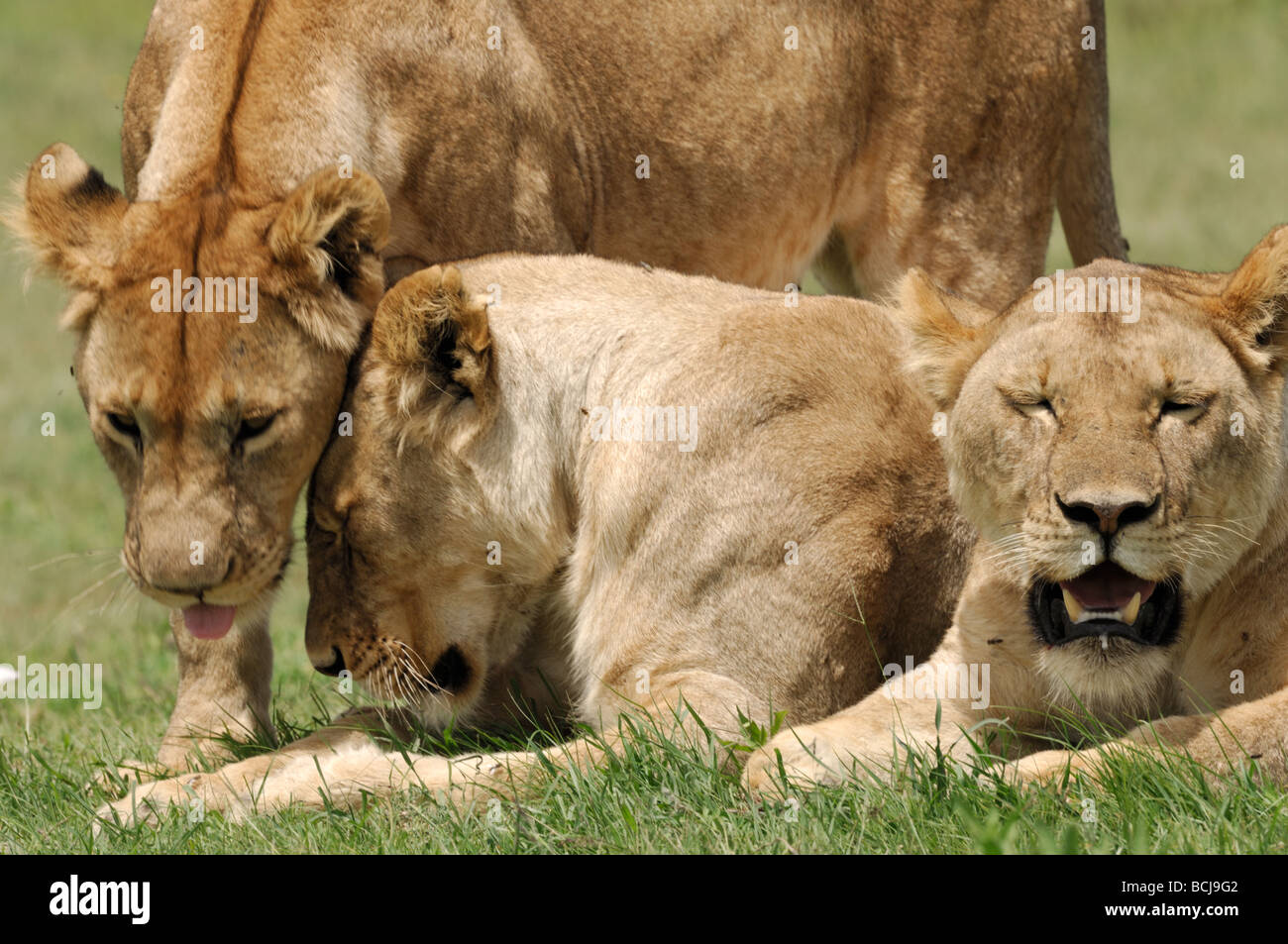 Foto di stock di giovani leoni maschi saluto vicenda, Serengeti National Park, Tanzania, febbraio 2009. Foto Stock