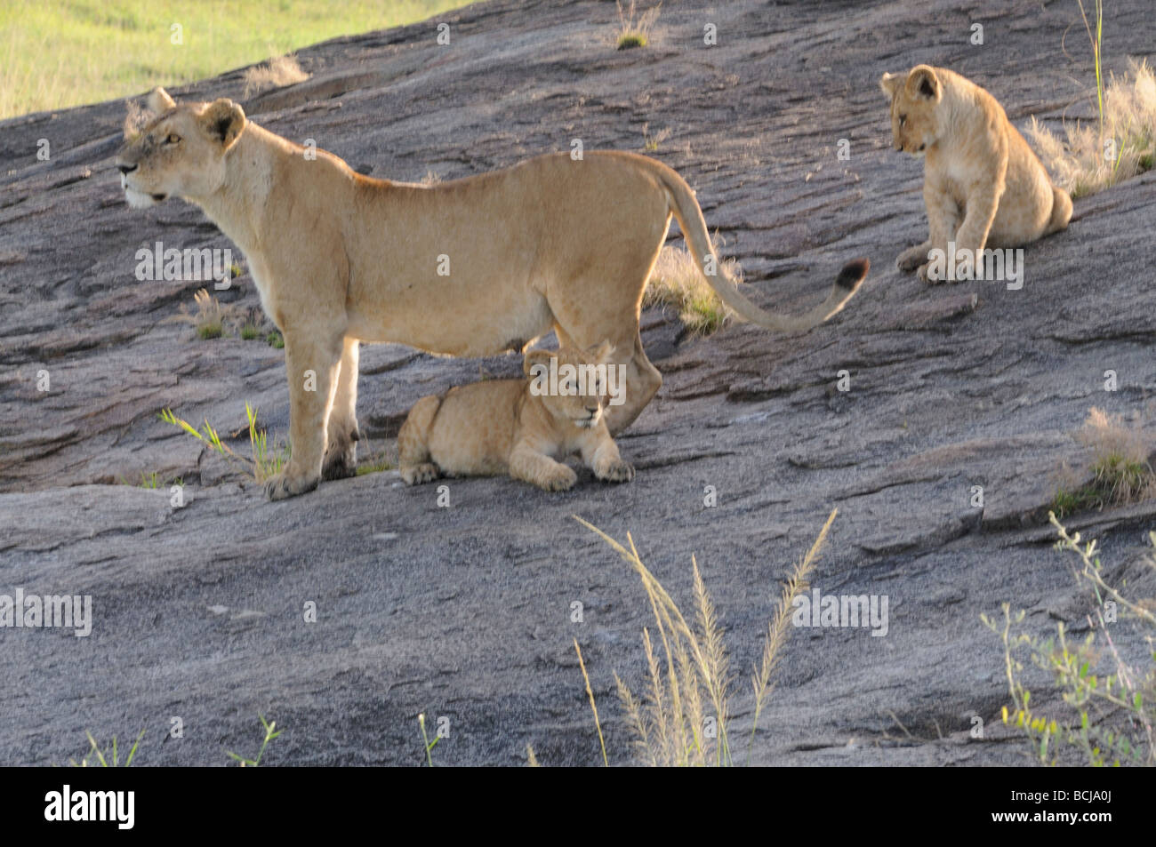 Foto di stock di una leonessa e due cuccioli su un kopje, Serengeti National Park, Tanzania, febbraio 2009. Foto Stock