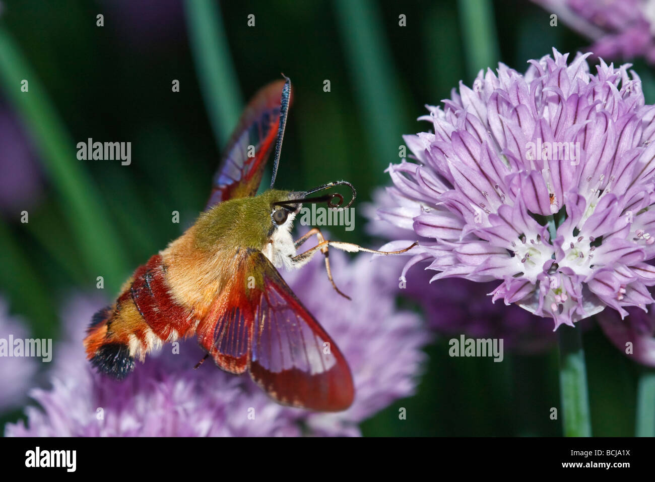 Hummingbird Clearwing Tarma (Hemaris thysbe) Foto Stock