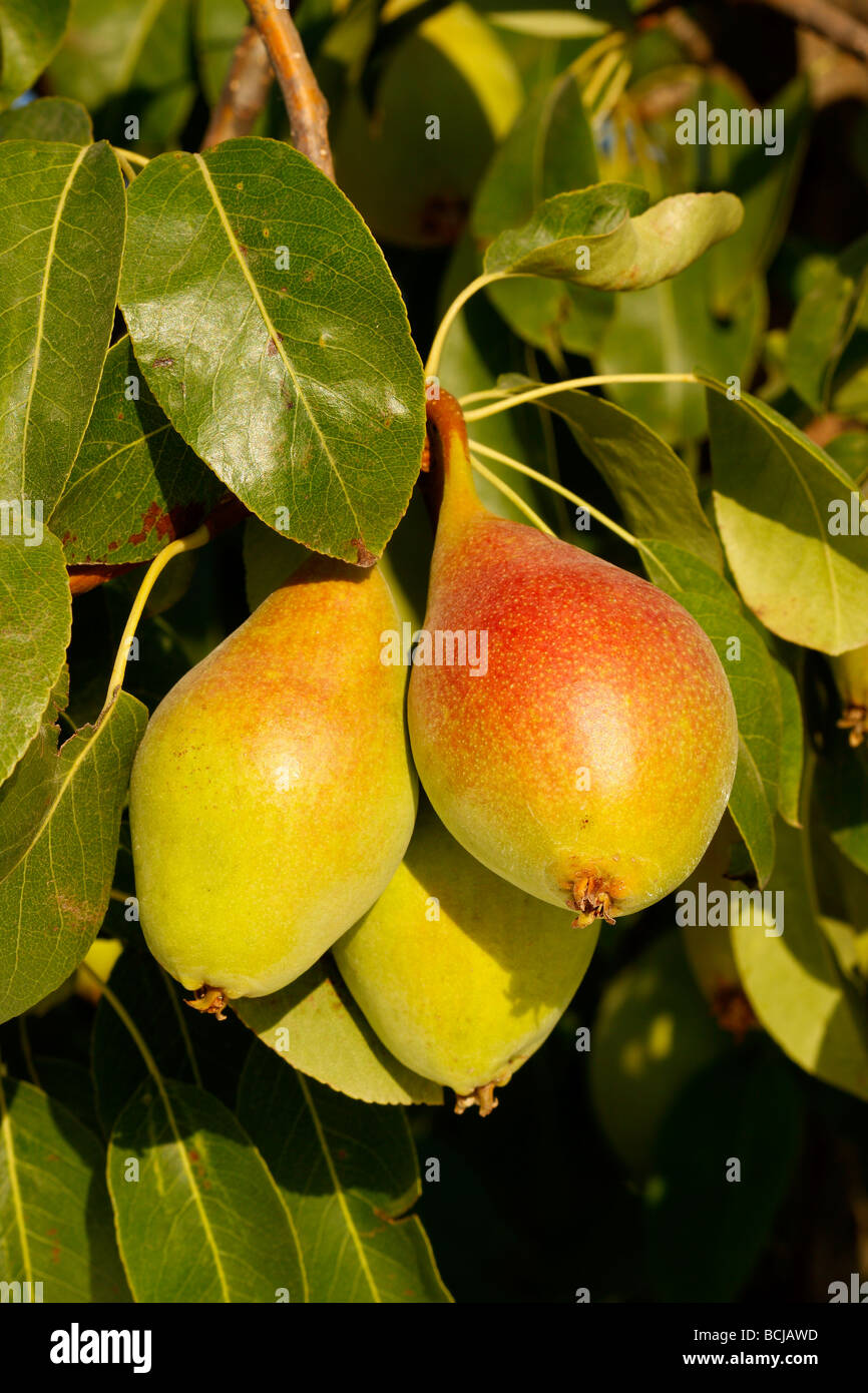 Foglie e frutti di pera Alicante Spagna Foto Stock