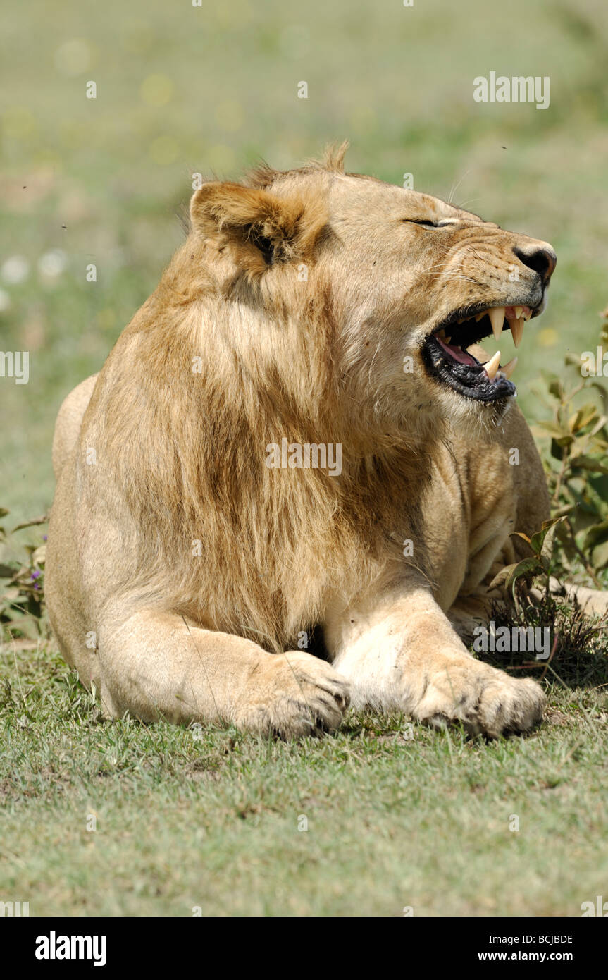 Stock Foto di un giovane leone maschio sbadigli, Serengeti National Park, Tanzania, febbraio 2009. Foto Stock