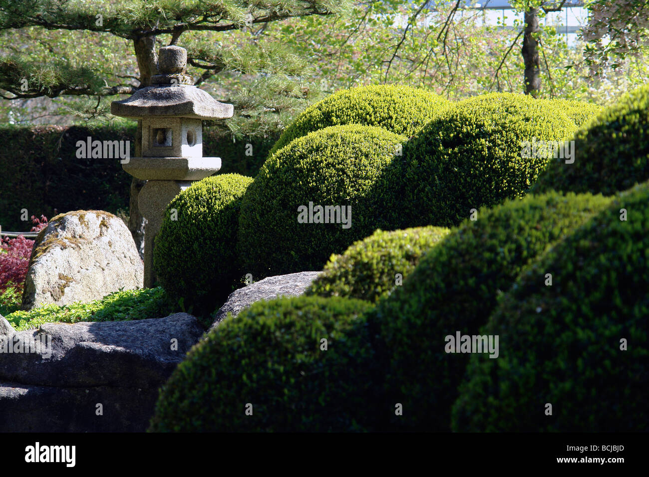 Topiaria da siepe di bosso piante Foto Stock