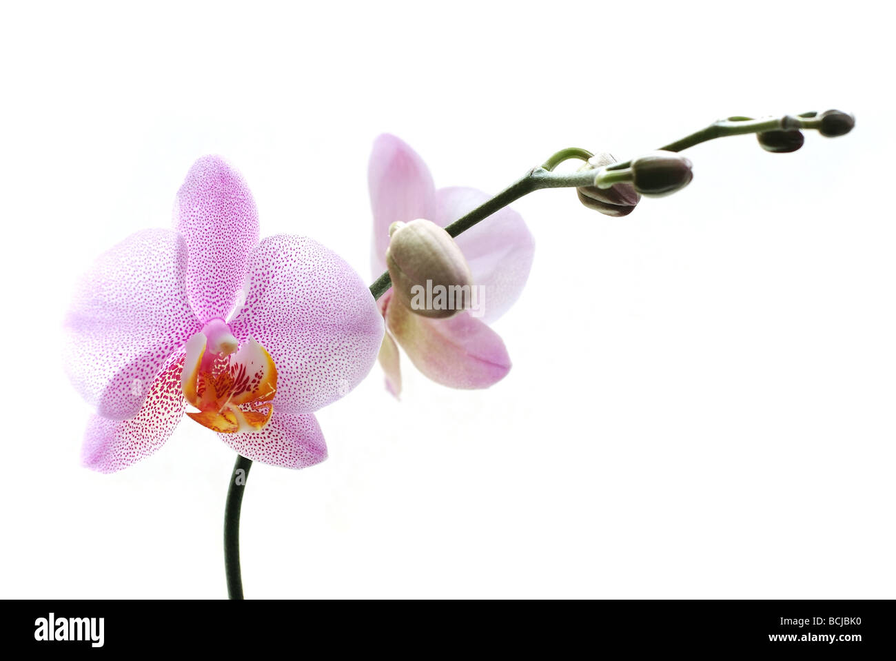 Rosa phalaenopsis orchidee isolati su sfondo bianco Foto Stock