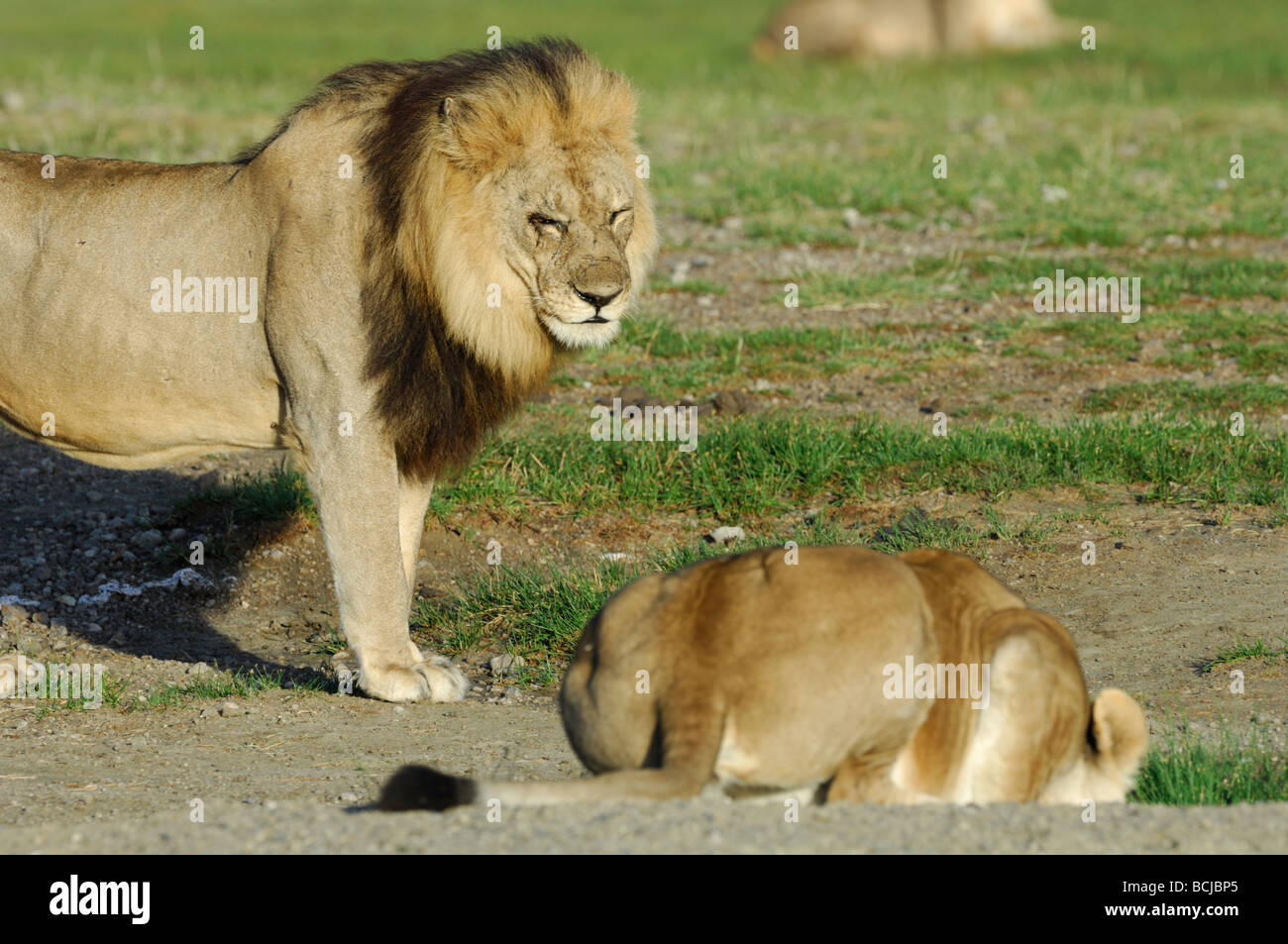 Foto di stock di un leone e lionesss dal lago Masek orgoglio, Ndutu, Ngorongoro Conservation Area, Tanzania, febbraio 2009. Foto Stock
