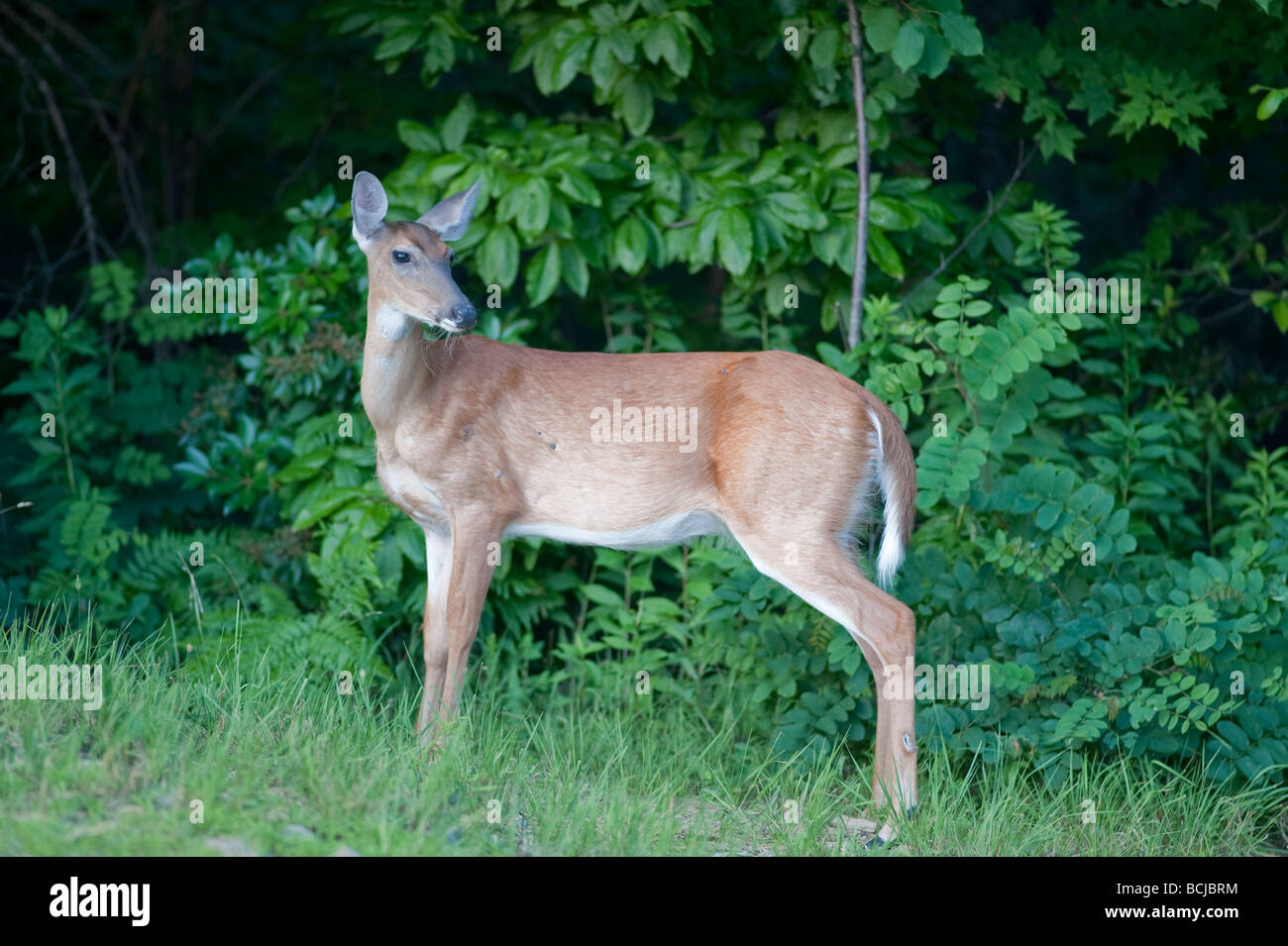 Wild femmina bianca di coda o di cervi rossi a piedi nei boschi con fogliame verde in background Foto Stock