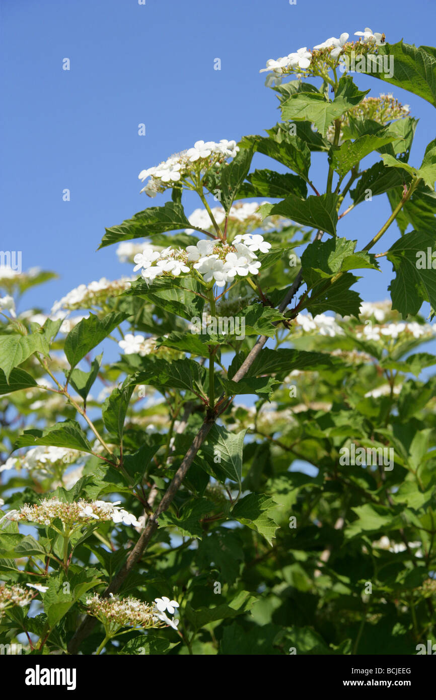 Viburno rose fiori, Viburnum opulus, Adoxaceae Foto Stock