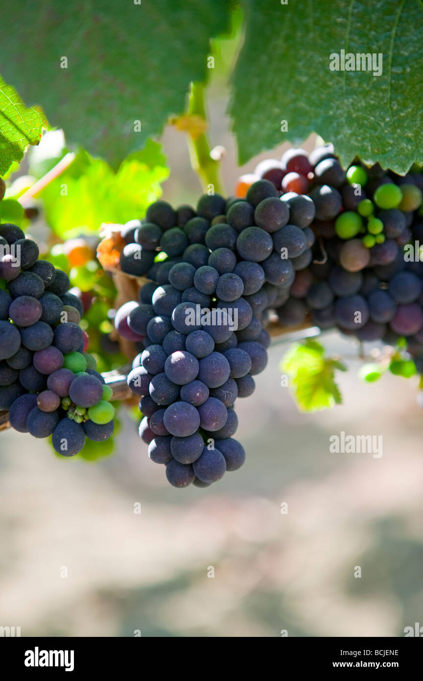 Uve da vino appeso sulla vite in cantina Vigna nella Santa Ynez Valley, California Foto Stock