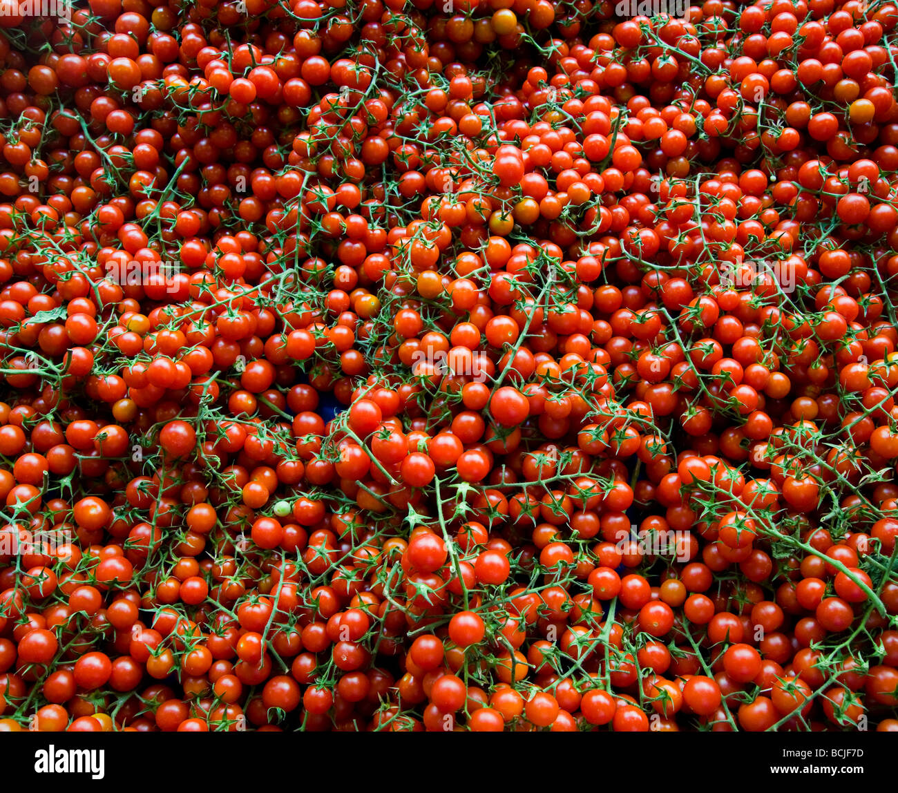 Pomodori di ciliegia Foto Stock