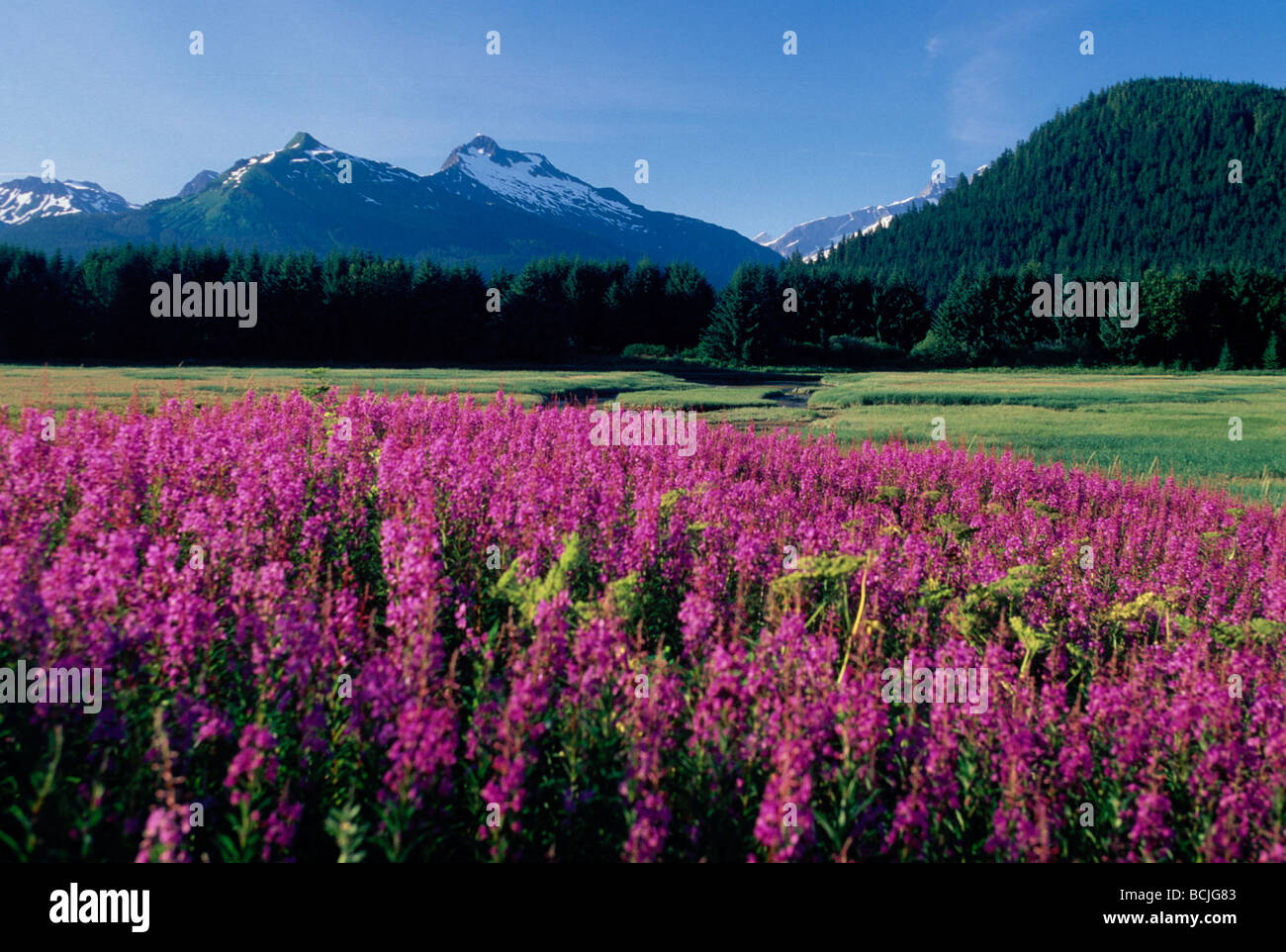 Fireweed & montagne costiere e zone umide SE Alaska Foto Stock