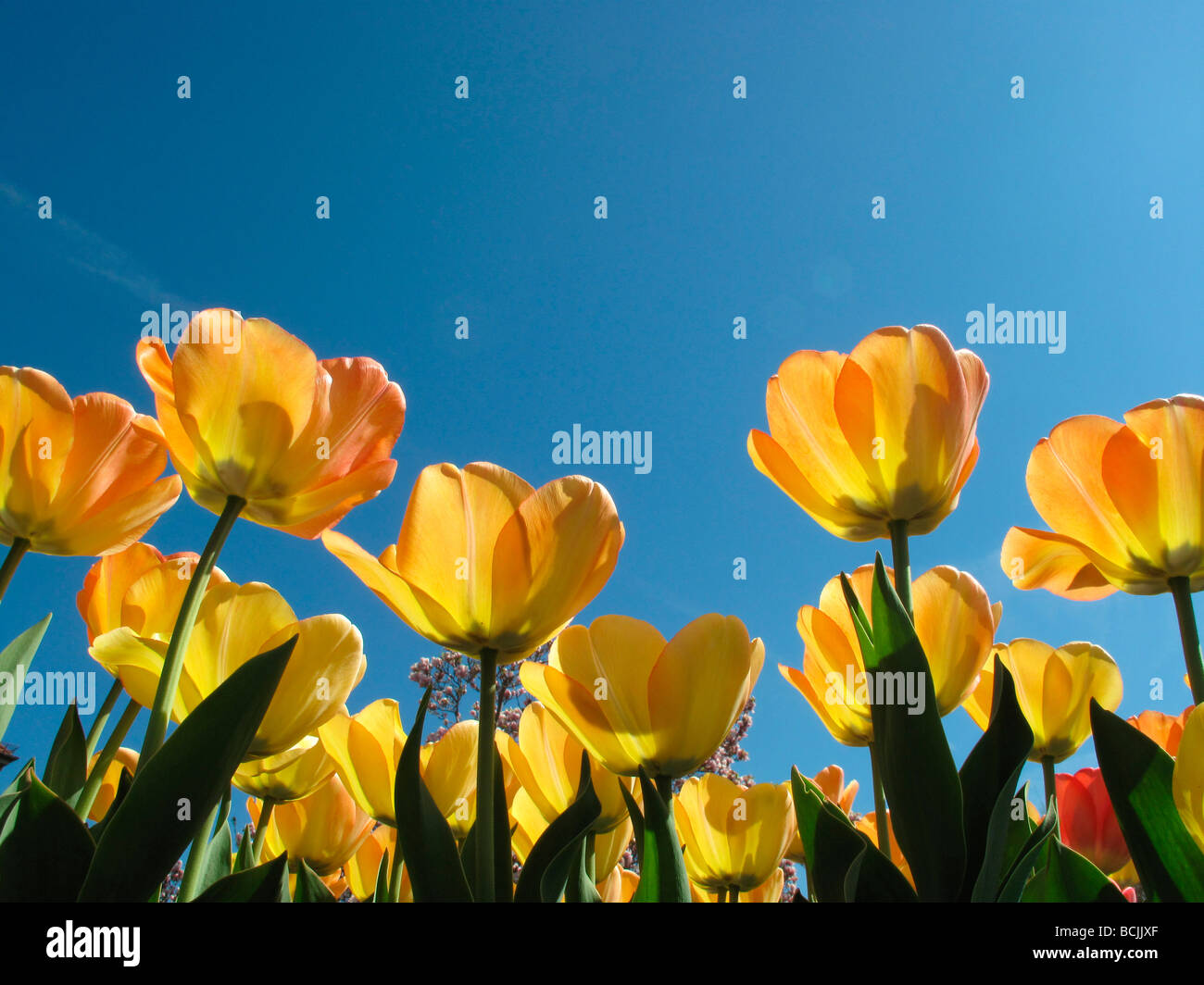 Giardino tulipani sbocciano i fiori nel giardino di primavera Foto Stock