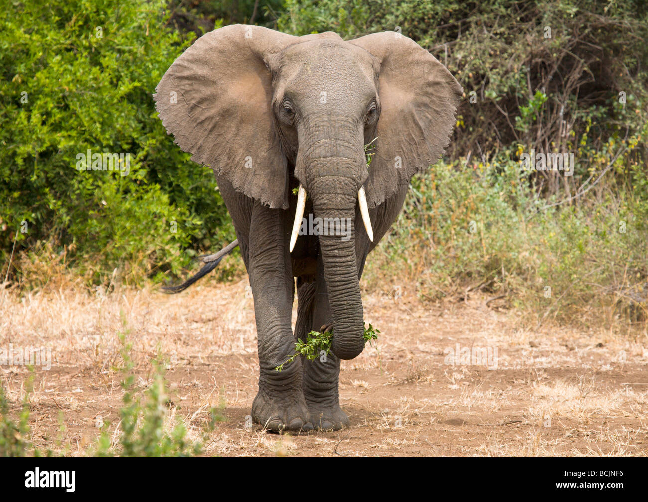 Loxodonta africana (elefante), il Lago Manyara National Park, Tanzania Foto Stock