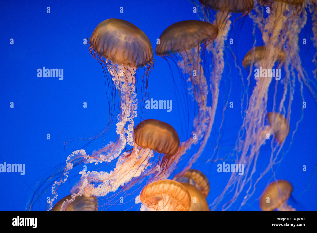 Mare meduse di ortica Foto Stock