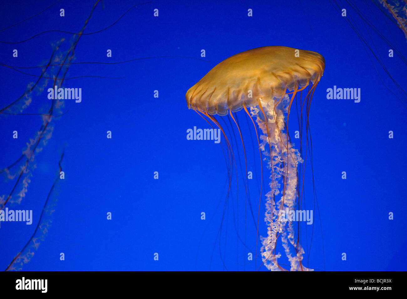 Mare meduse di ortica Foto Stock