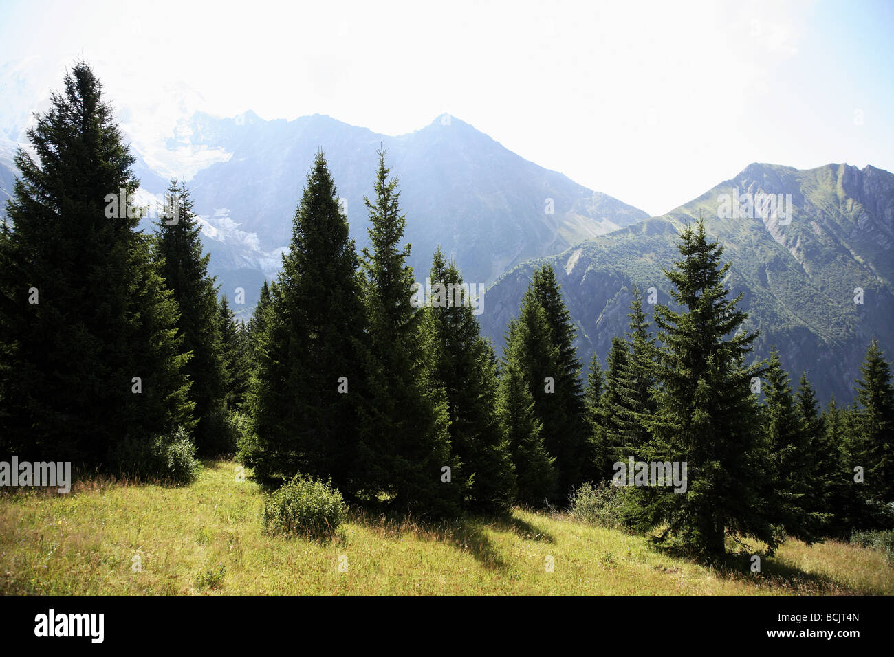 Conifere e mont blanc Foto Stock