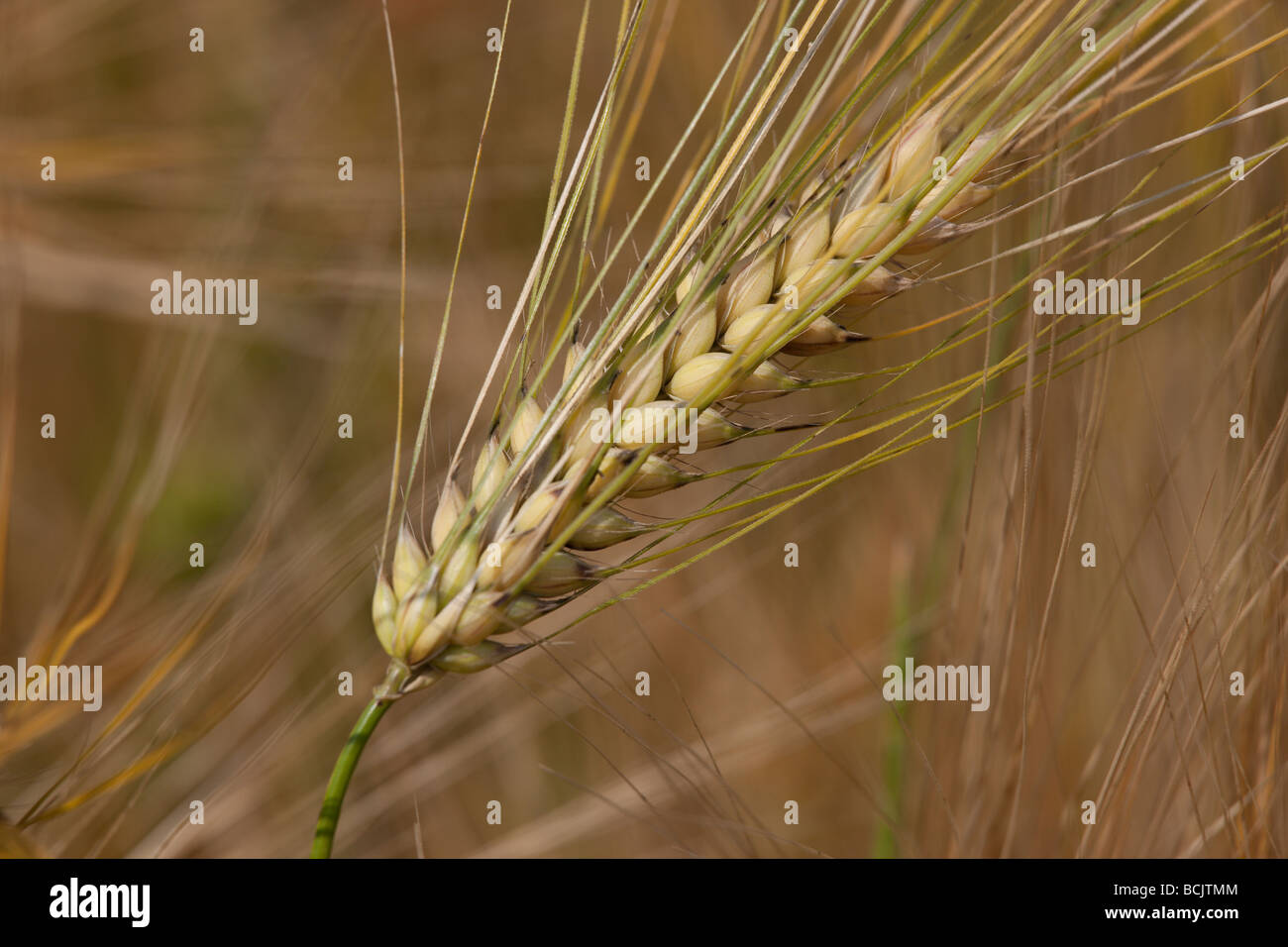 In prossimità di una levetta / un covone di grano che cresce in un campo di grano da Charles Lupica. Foto Stock