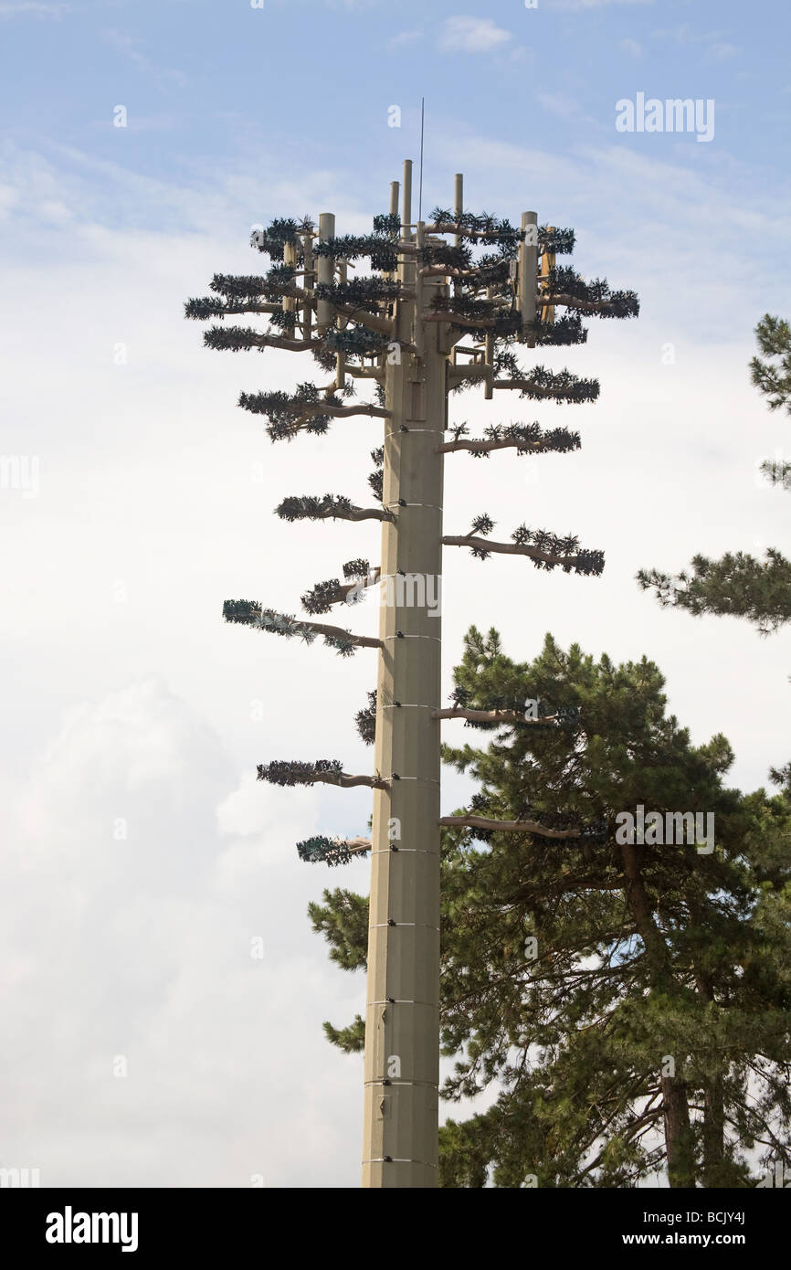Mobile Phone Mast dissimulata come un albero in modo da raccordarsi con la campagna Foto Stock