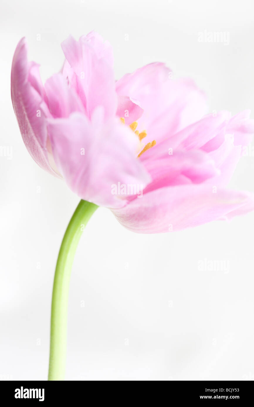 Perfezione lilla tulip ritratto freeflowing ed etereo bella arte della fotografia Jane Ann Butler JABP Fotografia392 Foto Stock