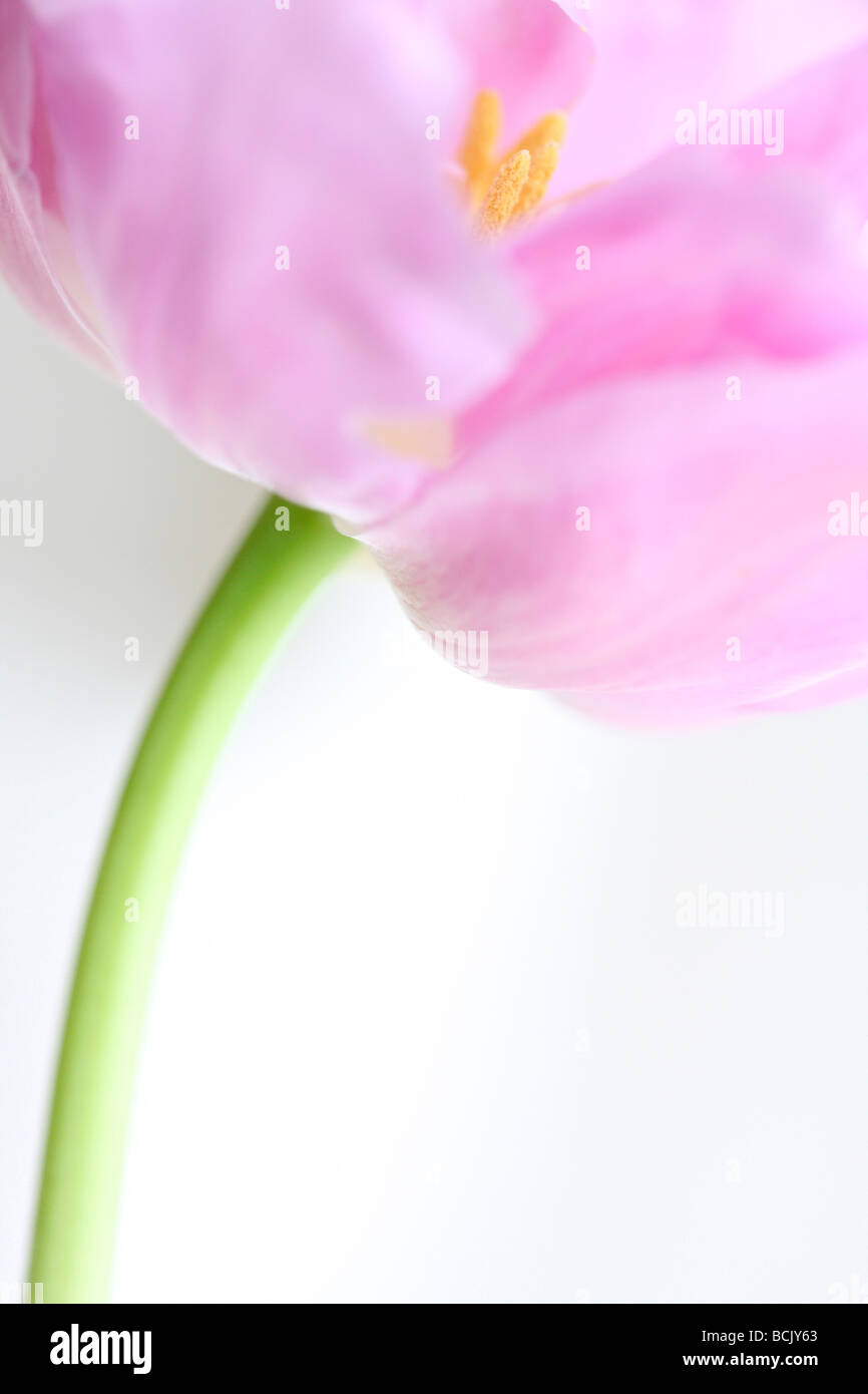 Perfezione lilla tulip ritratto libero fluire ed etereo Jane Ann Butler JABP Fotografia391 Foto Stock