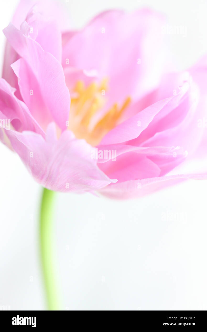 Perfezione lilla tulip ritratto freeflowing ed etereo bella arte della fotografia Jane Ann Butler JABP Fotografia390 Foto Stock
