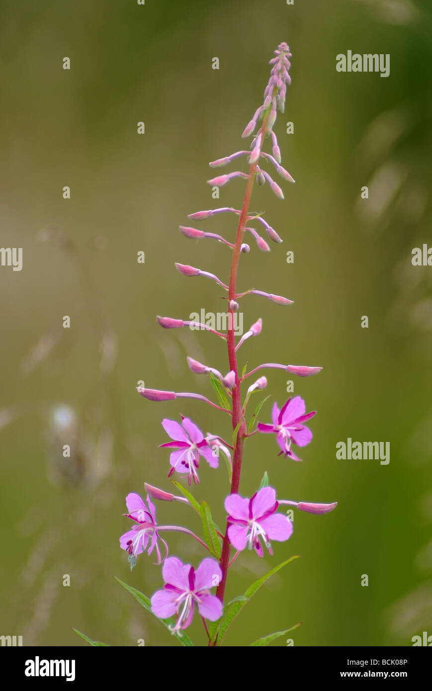 Rose-bay, Willow-herb (Chamerion angustifolium (L.) Holub (Epilobium angustifolium L., Chamaenerion angustifolium (L.) Scop.) Foto Stock