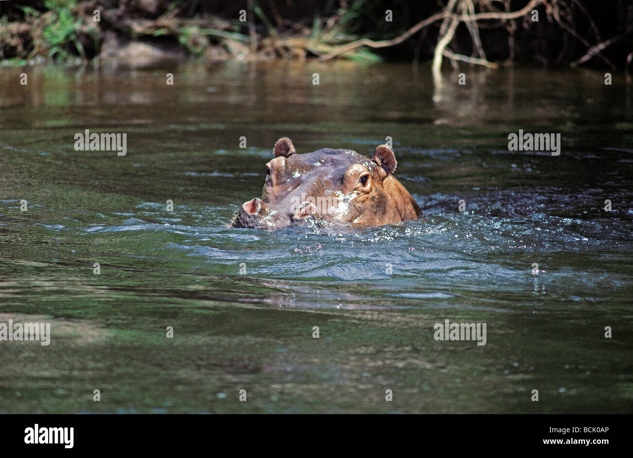 Close up ritratto di Ippona ippopotamo visto da lanciare sul Fiume Nilo Murchison Falls National Park in Uganda Africa orientale Foto Stock