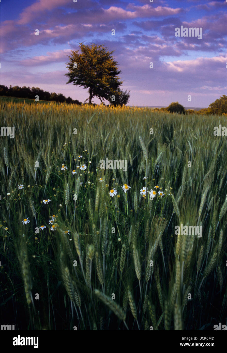 Campo di orzo polacco fattoria biologica Camomilla chamomilla recutita Foto Stock