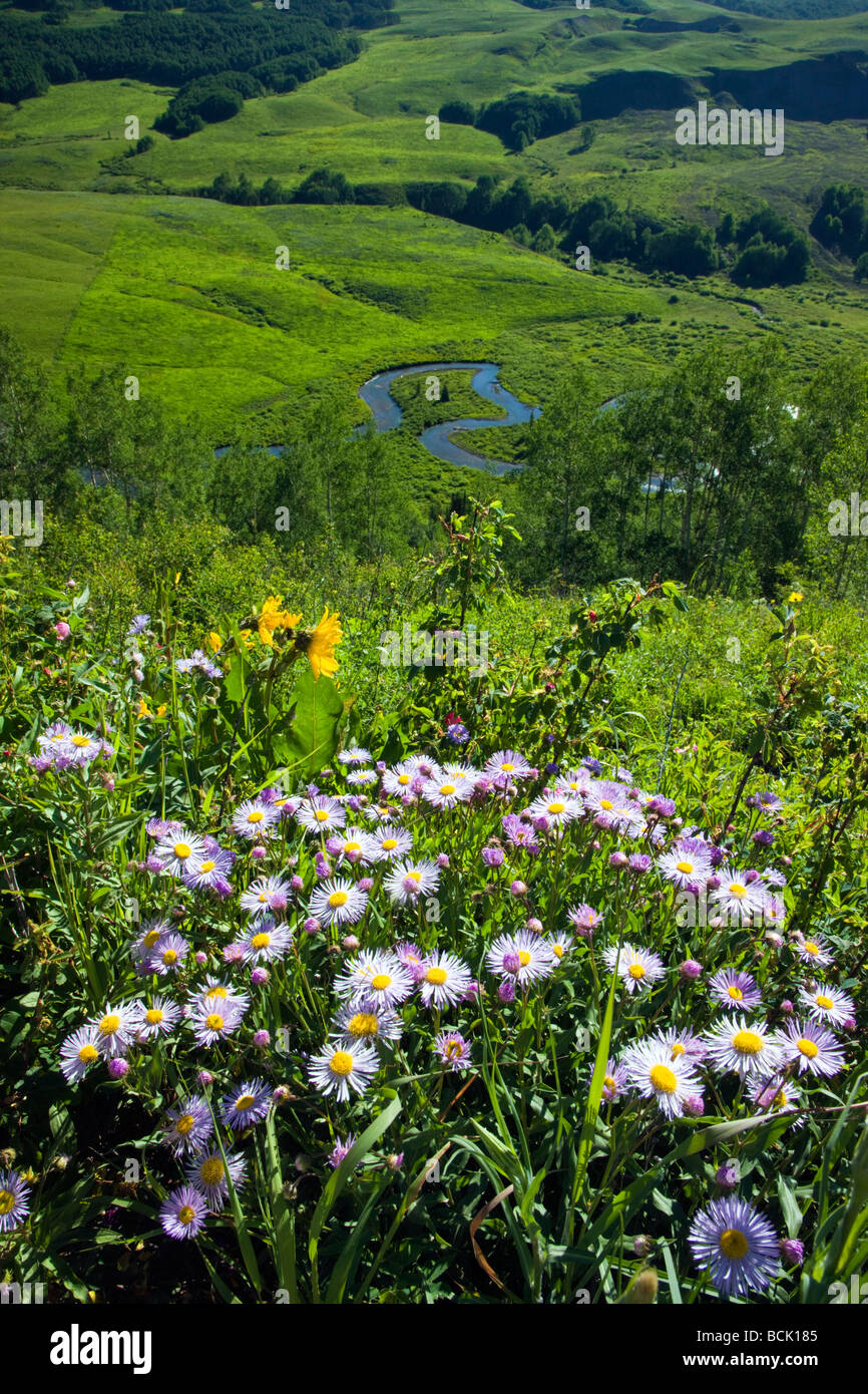 Vista da est Strada Gotica verso est lungo la valle del fiume Daisy famiglia Girasole in primo piano NW del monte Crested Butte Colorado Foto Stock